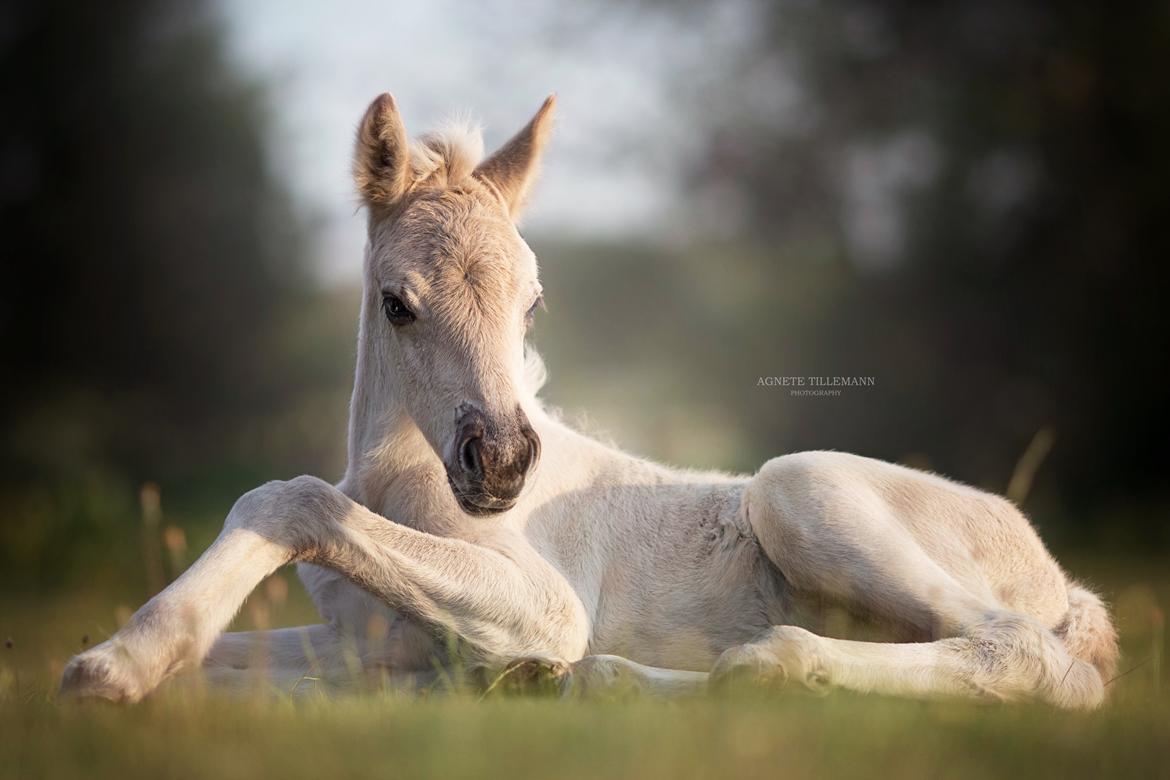 Fjordhest Gyldenfjords valiant billede 3