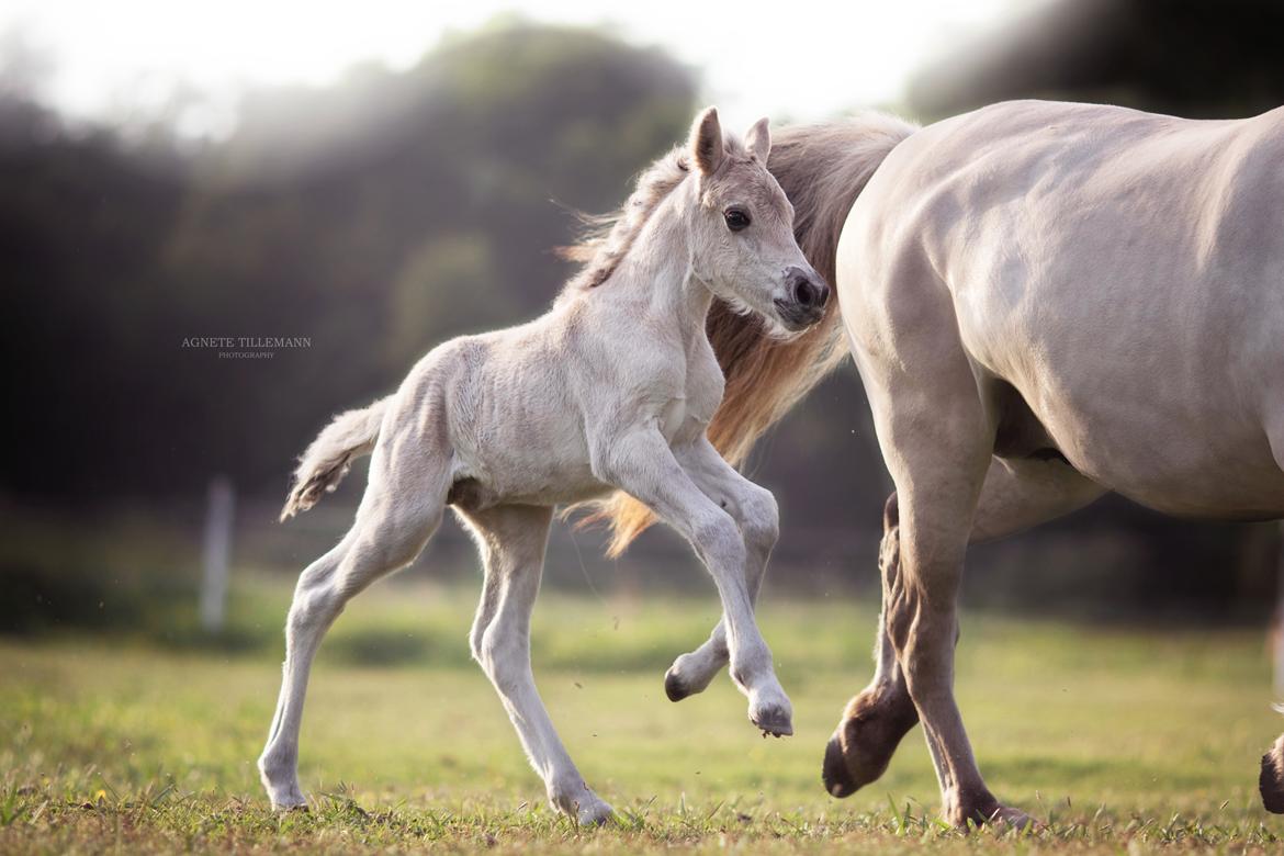 Fjordhest Gyldenfjords valiant billede 4