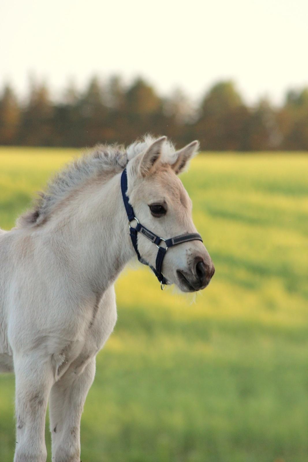 Fjordhest Gyldenfjords valiant billede 1