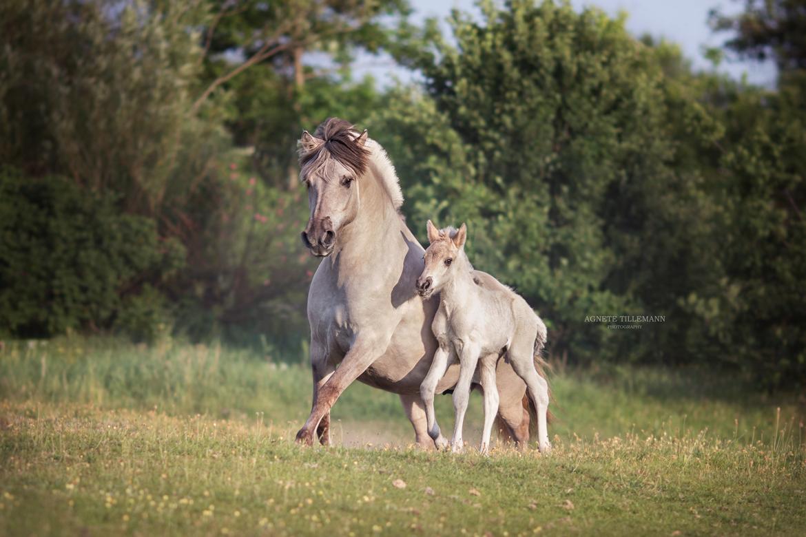 Fjordhest Gyldenfjords valiant billede 6