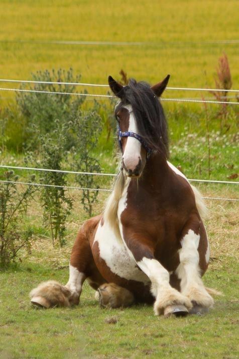 Tinker Little Miss Daisy   billede 1