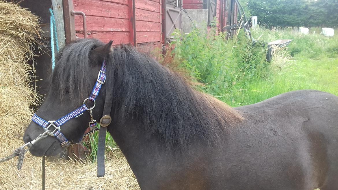 Anden særlig race Filur - Min fine Filur står bundet for første gang i sit liv billede 2