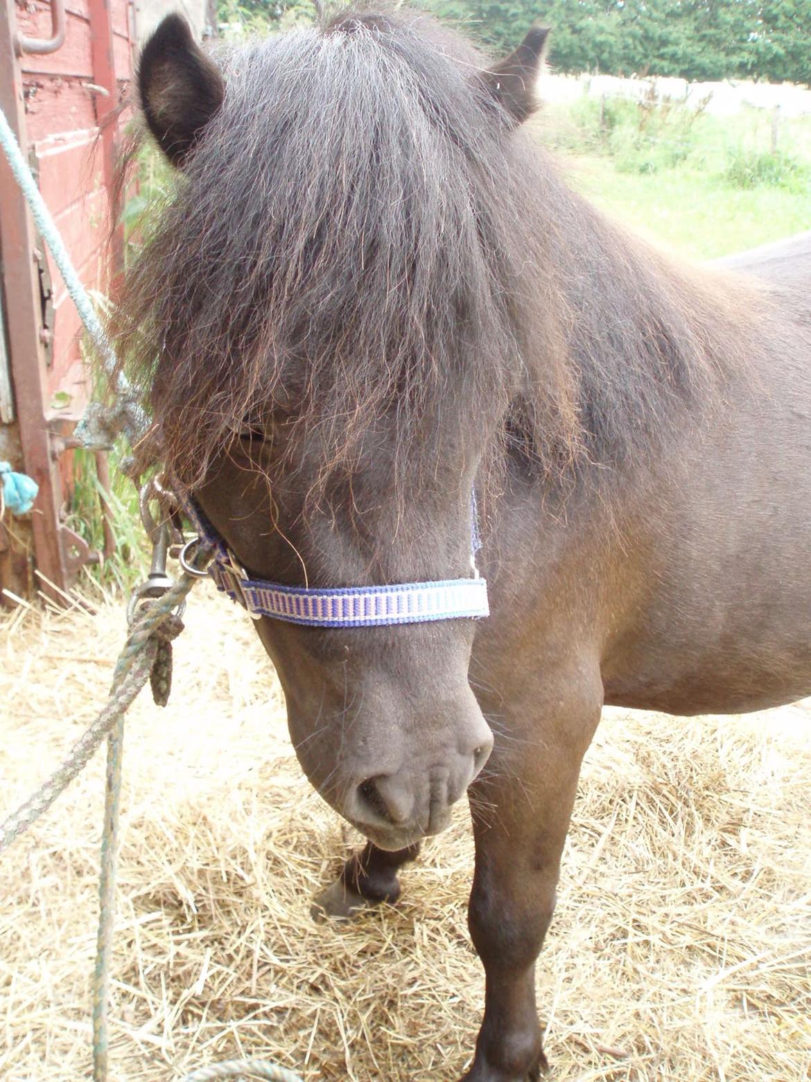 Anden særlig race Filur billede 3