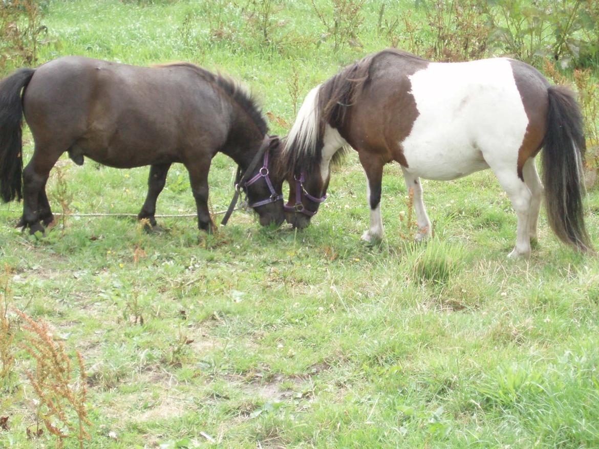 Anden særlig race Filur billede 5