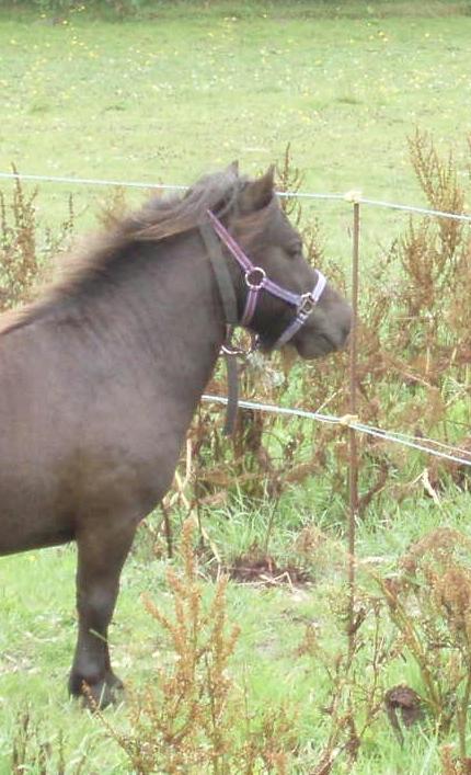 Anden særlig race Filur - Fine Filur ser sig omkring ved hans nye hjem billede 4