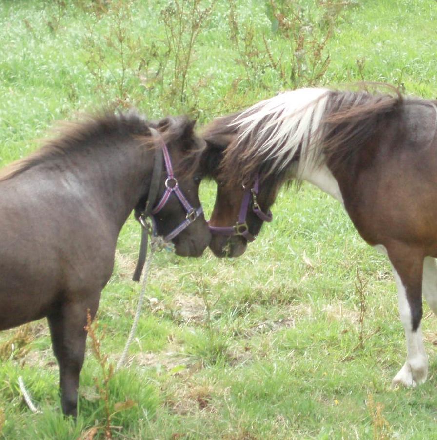Anden særlig race Filur - Kys med Mille billede 6
