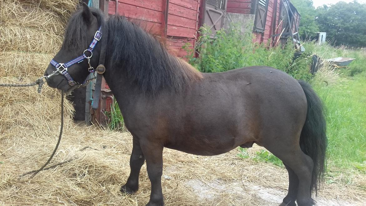 Anden særlig race Filur billede 7