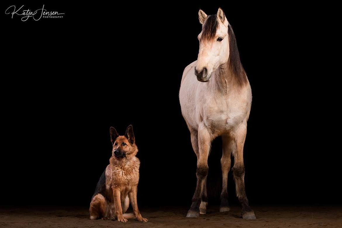 Mustang Takoda  billede 1