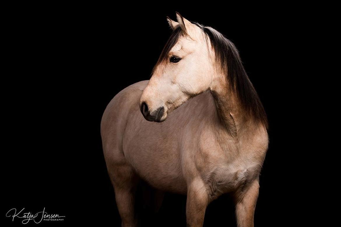 Mustang Takoda  billede 2