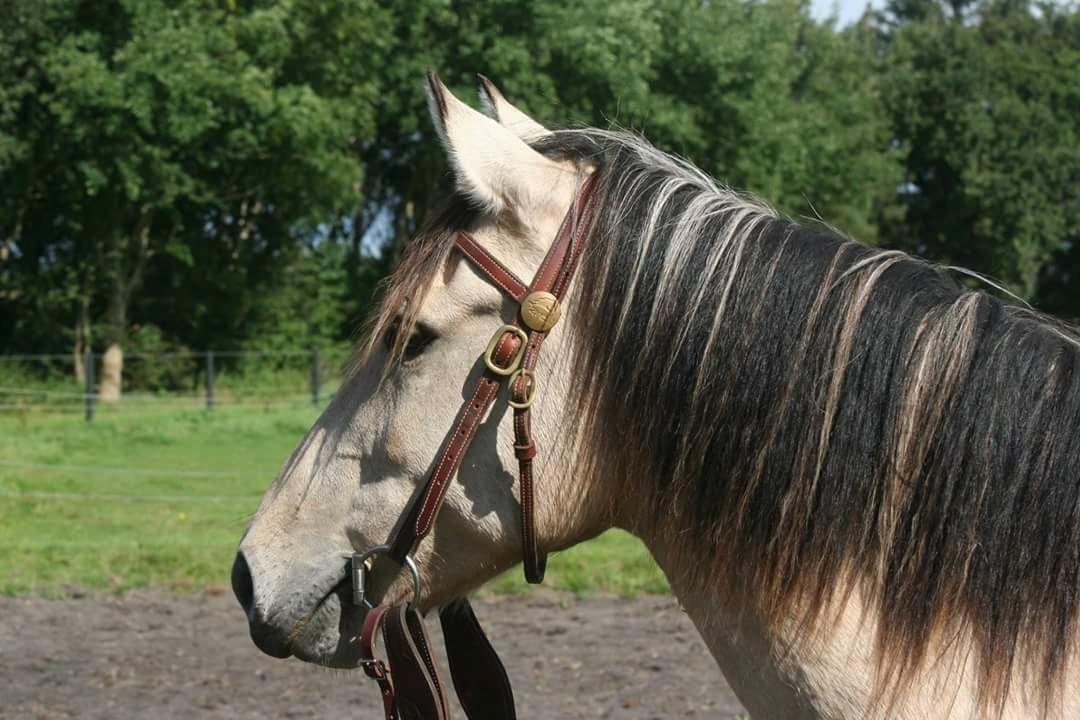 Mustang Takoda  billede 10