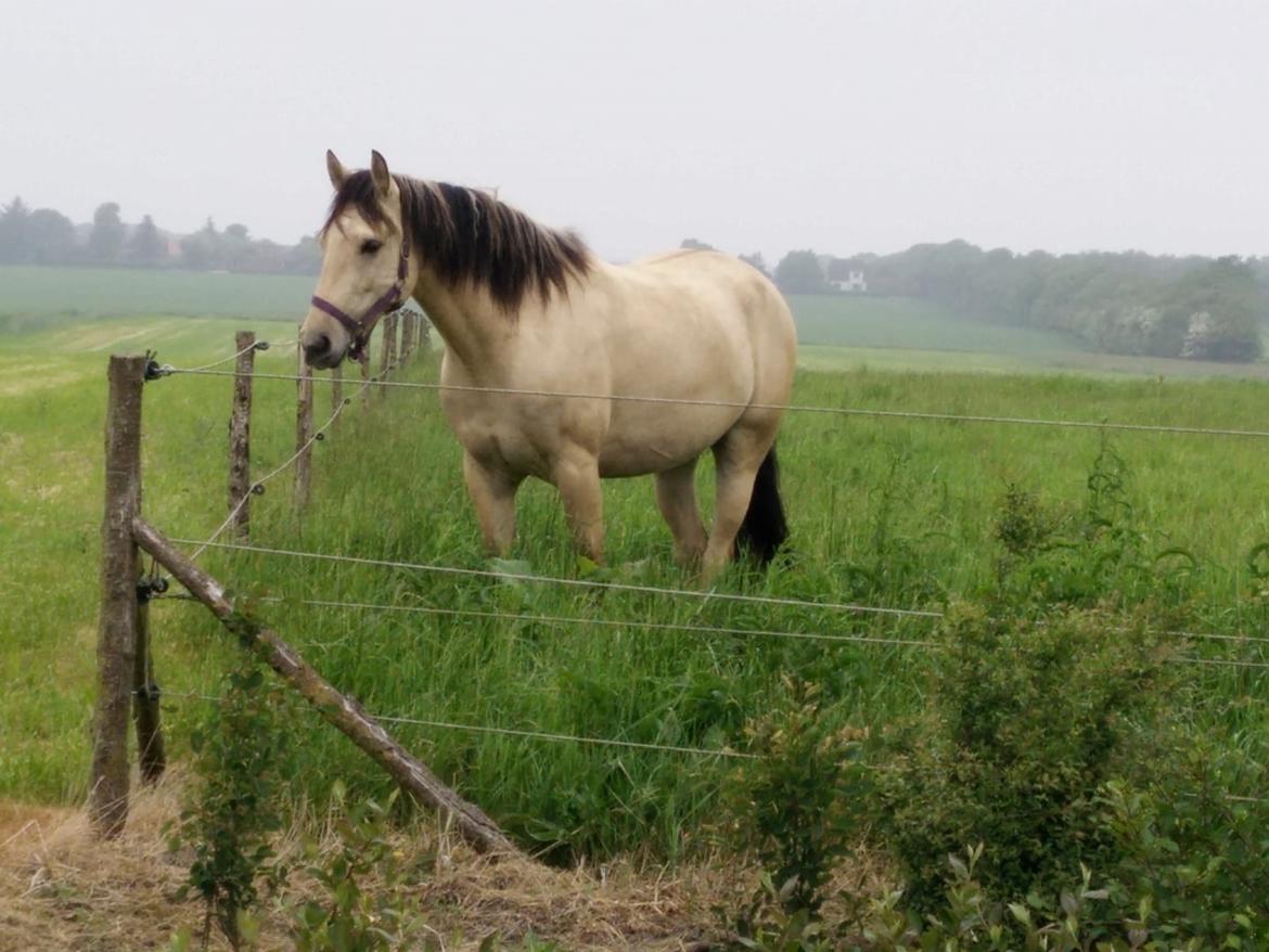 Mustang Takoda  billede 12