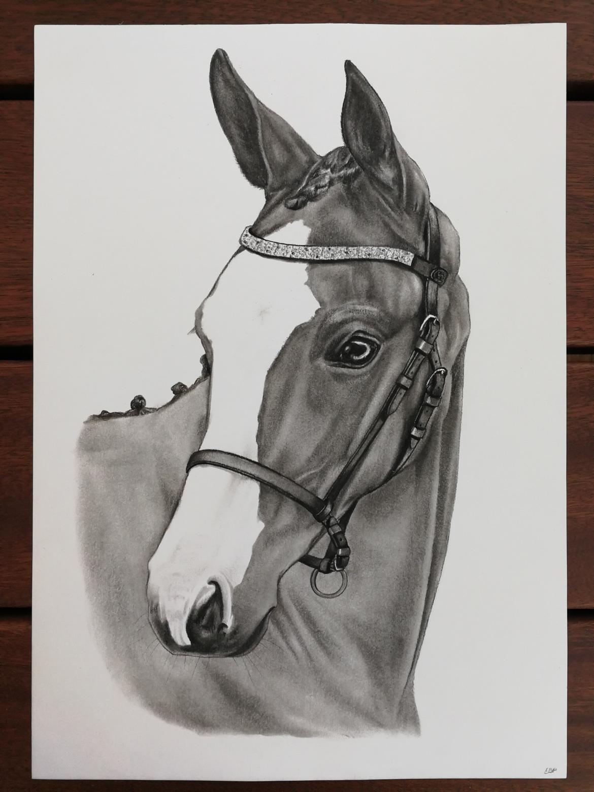 Dansk Varmblod Mayflower billede 19