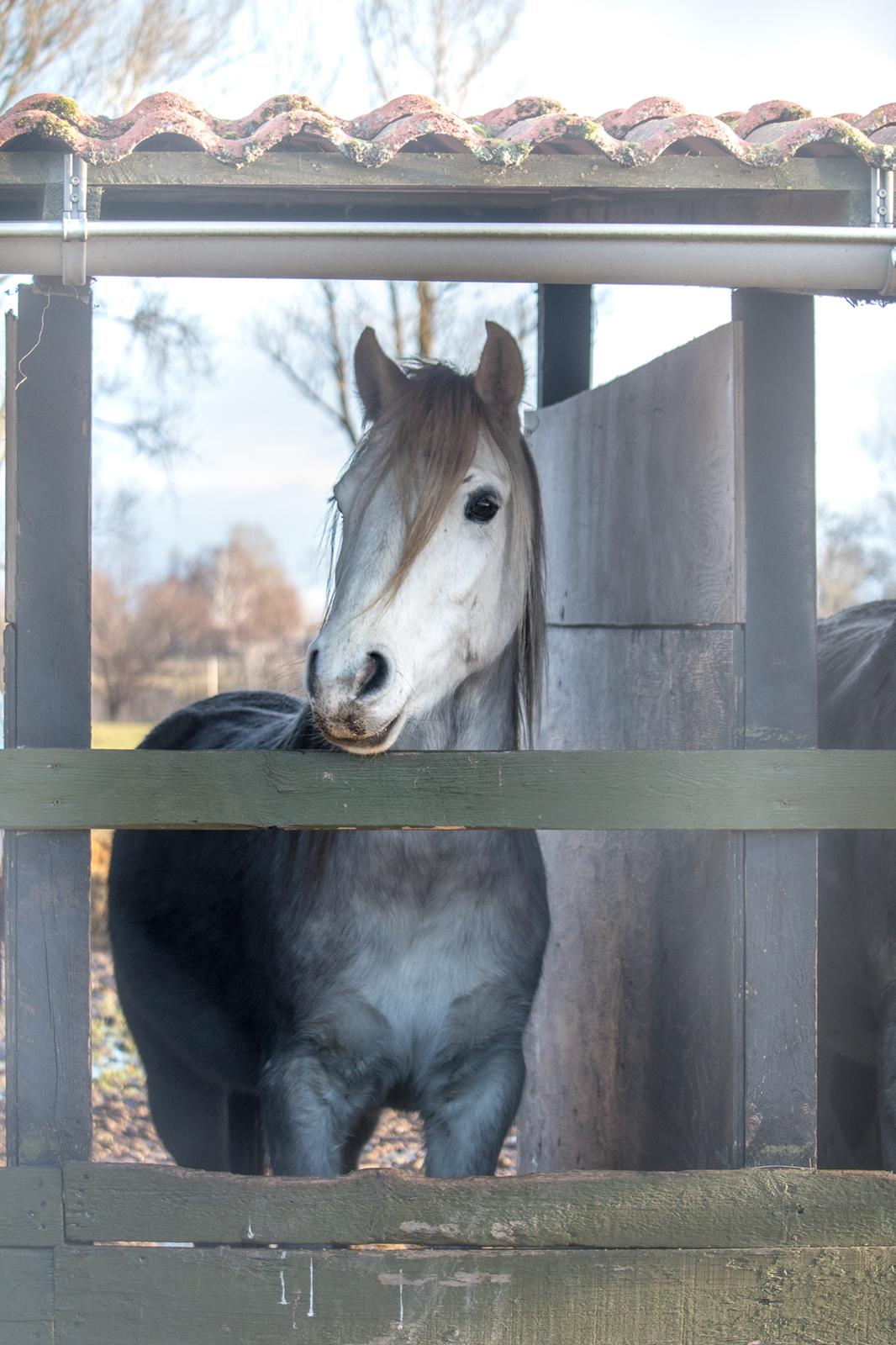 Connemara Dambækgårds Rubbin billede 1