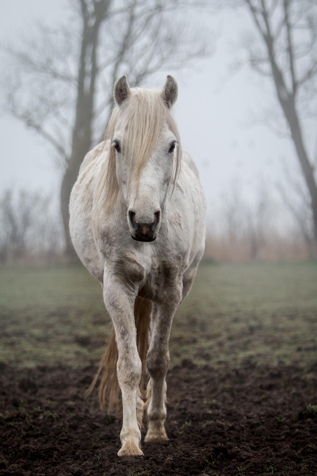 Connemara Dambækgårds Rubbin billede 20