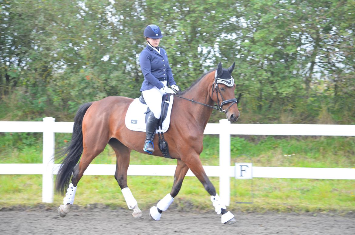 Anden særlig race Enghavegaards Fifty Cent - 19-09-17 Vorbasse billede 2