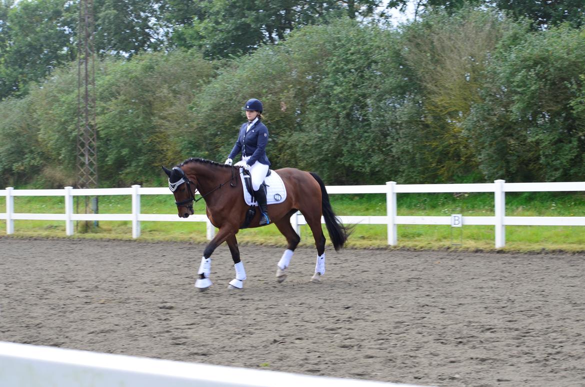 Anden særlig race Enghavegaards Fifty Cent - 19-09-17 Vorbasse billede 1