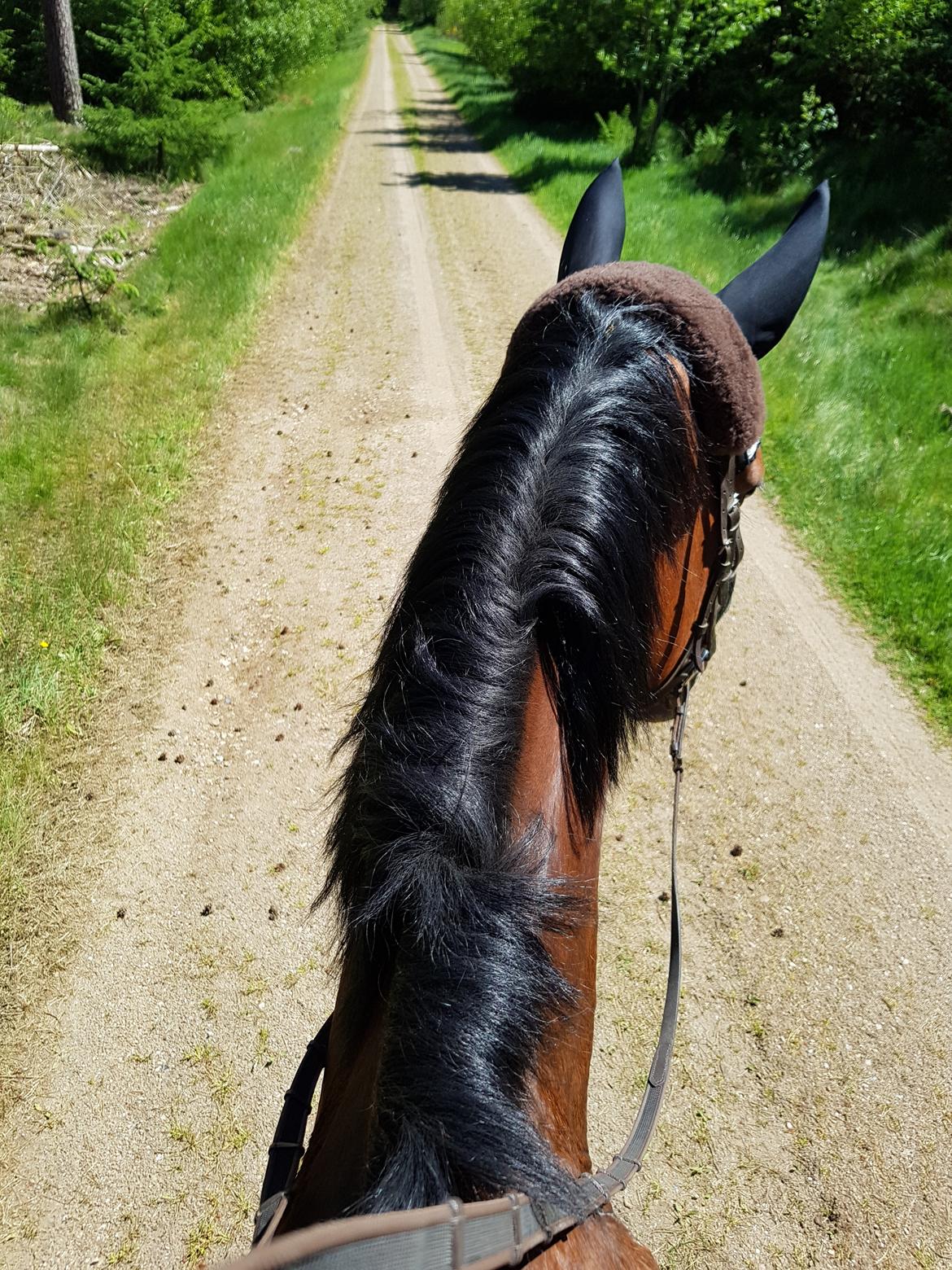 Anden særlig race Enghavegaards Fifty Cent - Frederikshåb Plantage 2017 billede 3