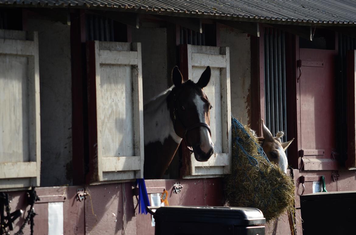 Pinto Elmegårdens Prada - Roskilde 2018 billede 8