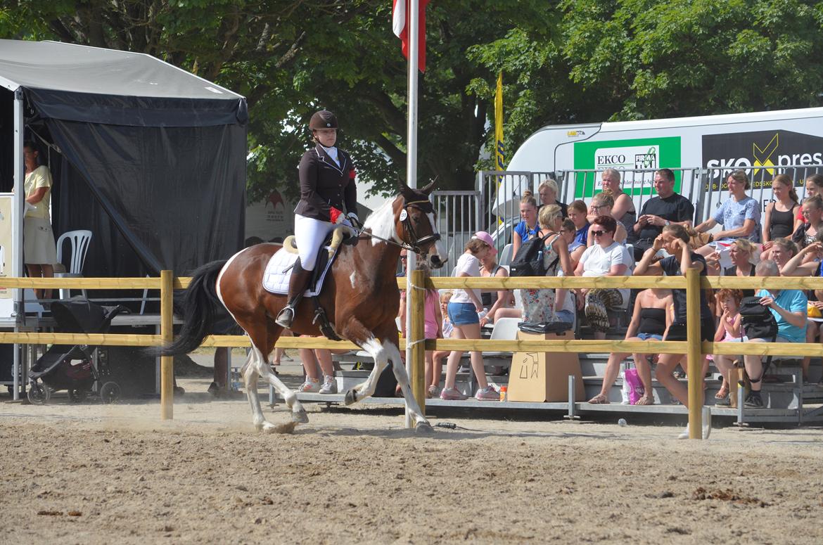 Pinto Elmegårdens Prada - Roskilde 2018 billede 10