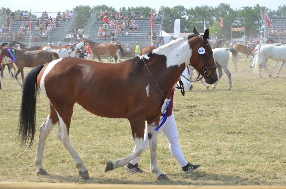 Pinto Elmegårdens Prada - Roskilde 2018 billede 9