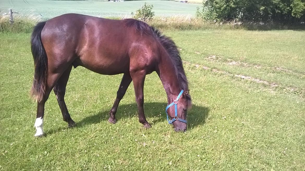 Morgan Edelhof's Sgt. Pepper - Nero - snart 14 måneder gammel billede 8