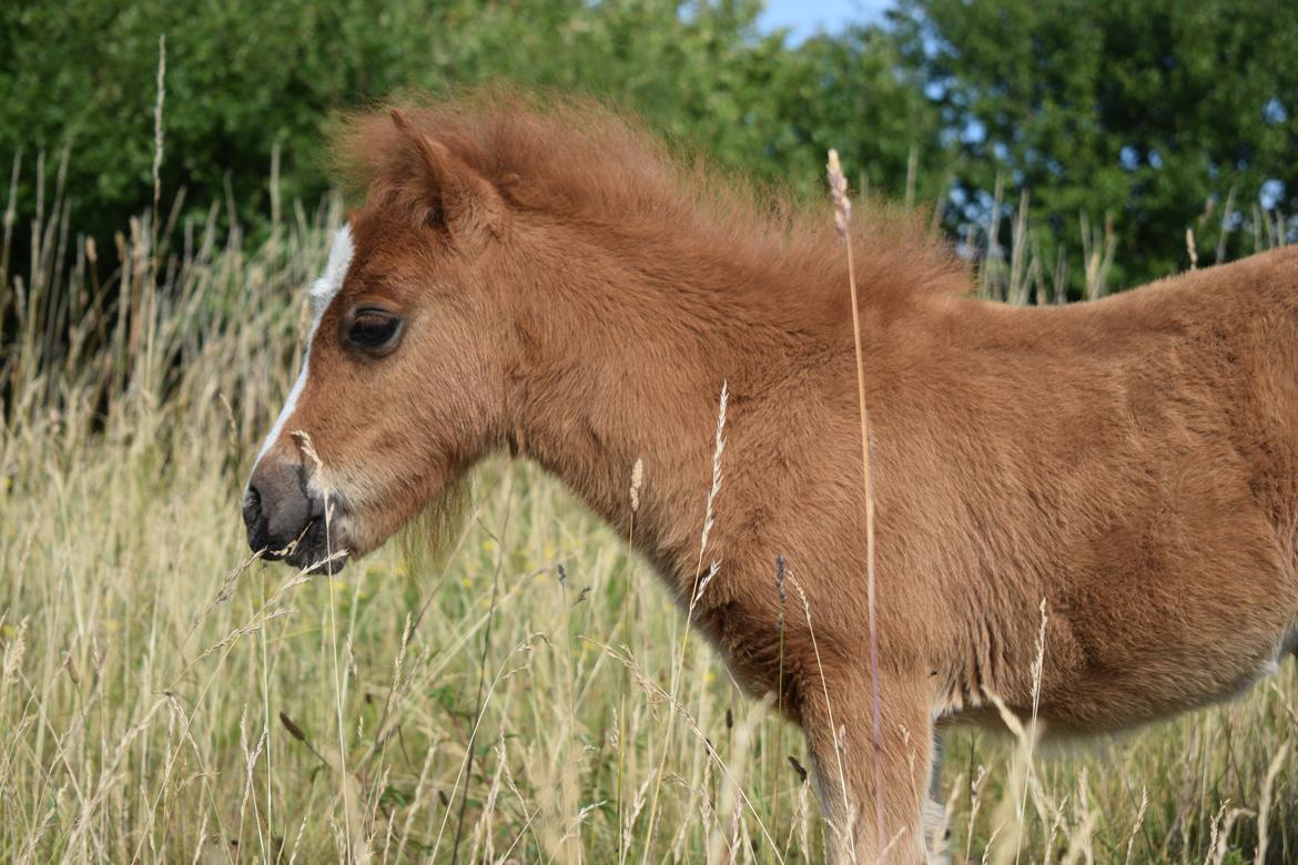 Shetlænder Bentley SOLGT - taget d. 25 juni 2018 billede 14