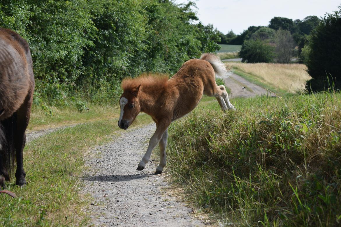 Shetlænder Bentley SOLGT billede 15