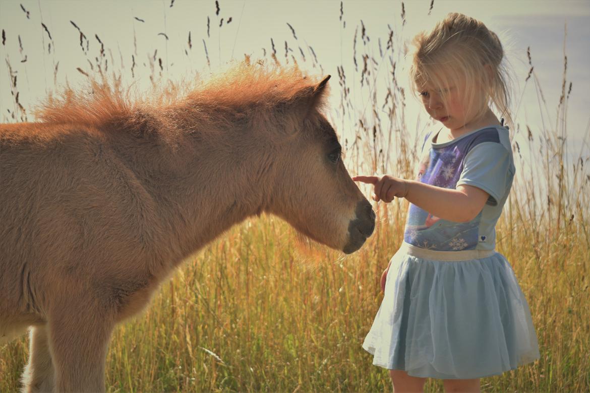 Shetlænder Bentley SOLGT - min datter og Bentley 2018 billede 16