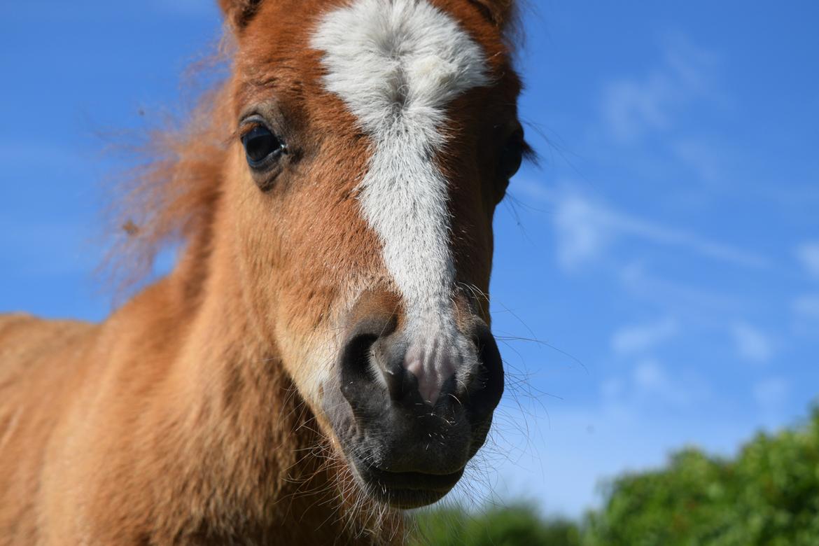 Shetlænder Bentley SOLGT billede 17