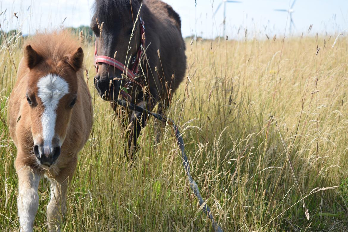 Shetlænder Bentley SOLGT billede 18