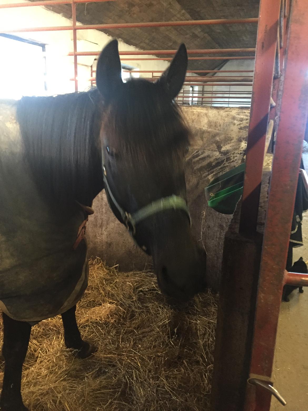 Traver Wanted (S) billede 6