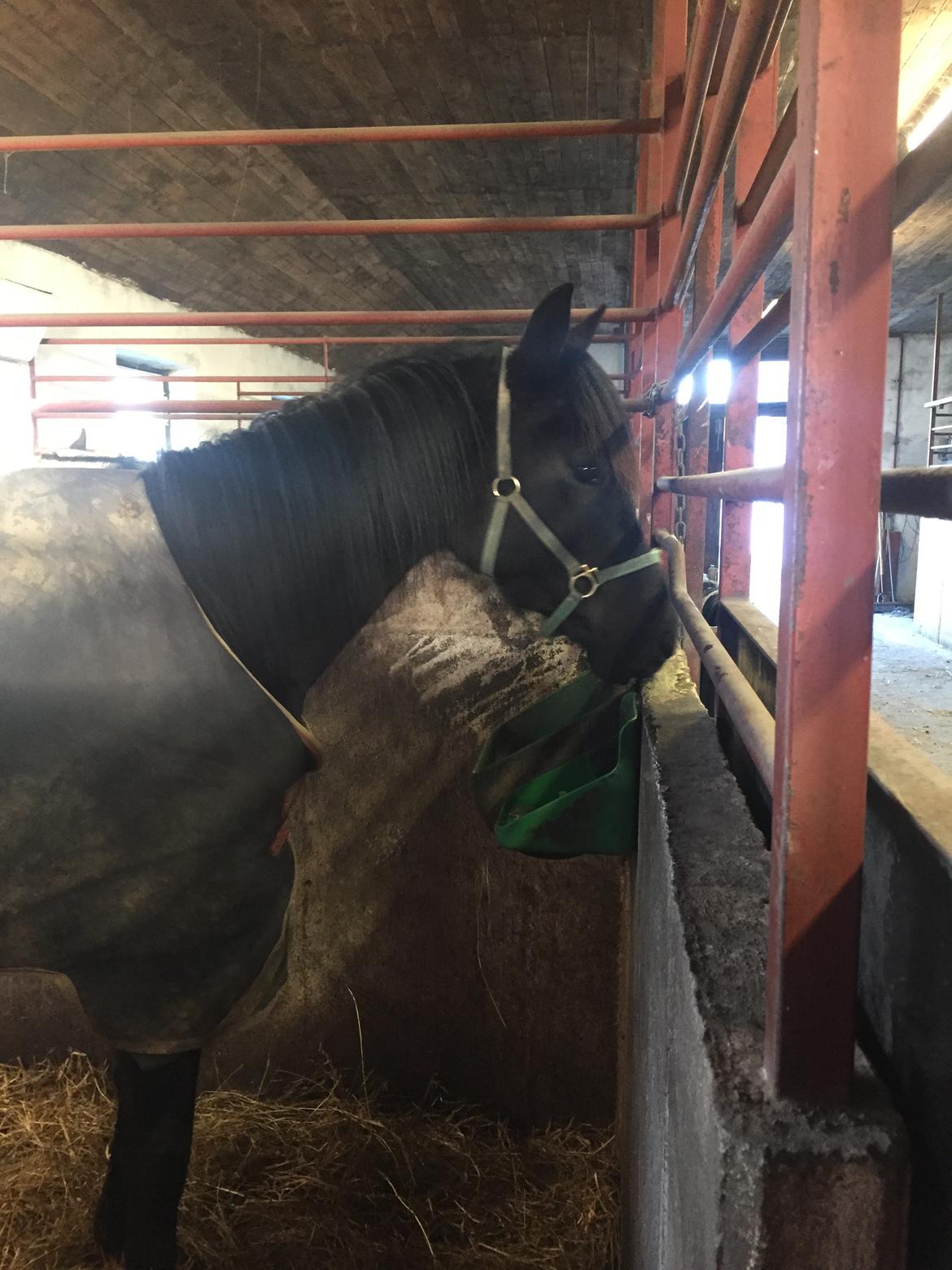 Traver Wanted (S) billede 7