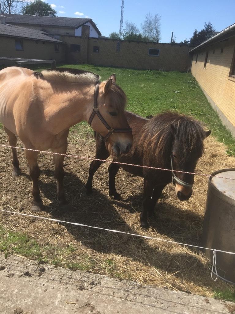 Anden særlig race Fiona billede 8