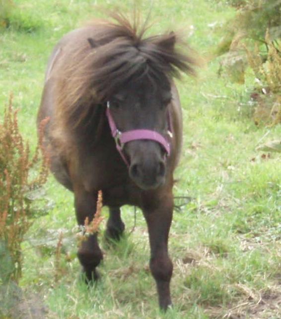Anden særlig race Sally (prinsessen) - 25 Juni 2018 billede 2