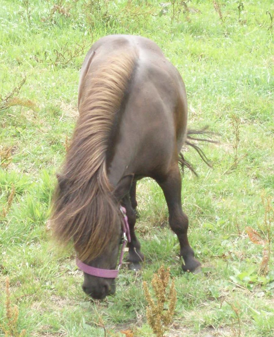 Anden særlig race Sally (prinsessen) - 25 Juni 2018 billede 3