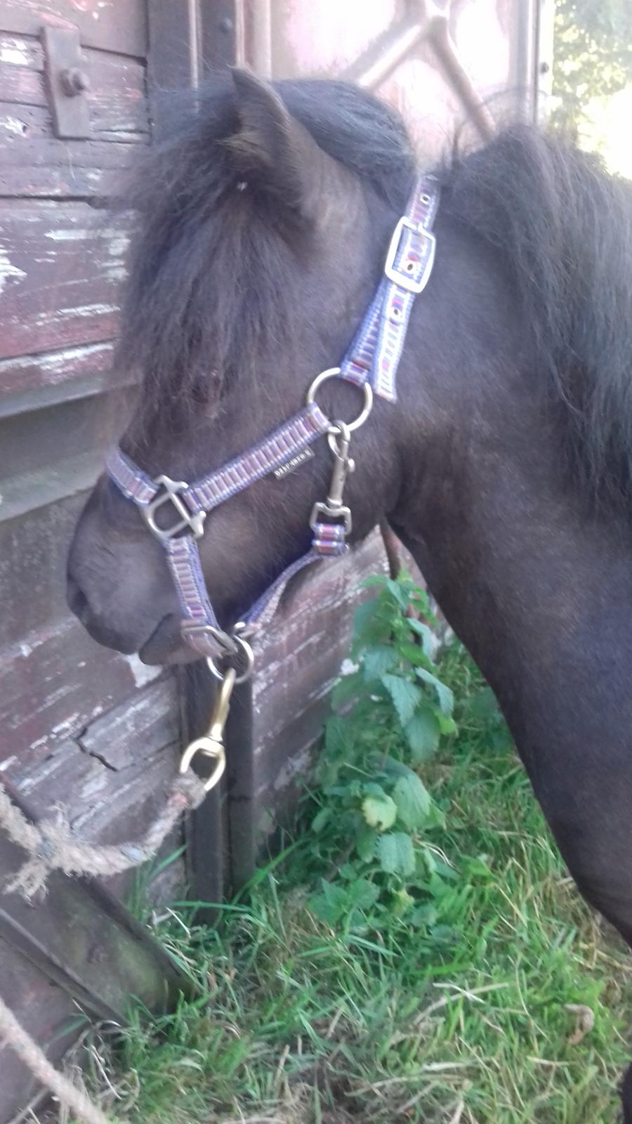 Anden særlig race Filur - 2 gang bundet i sit liv. 28 Juni 2018 billede 1