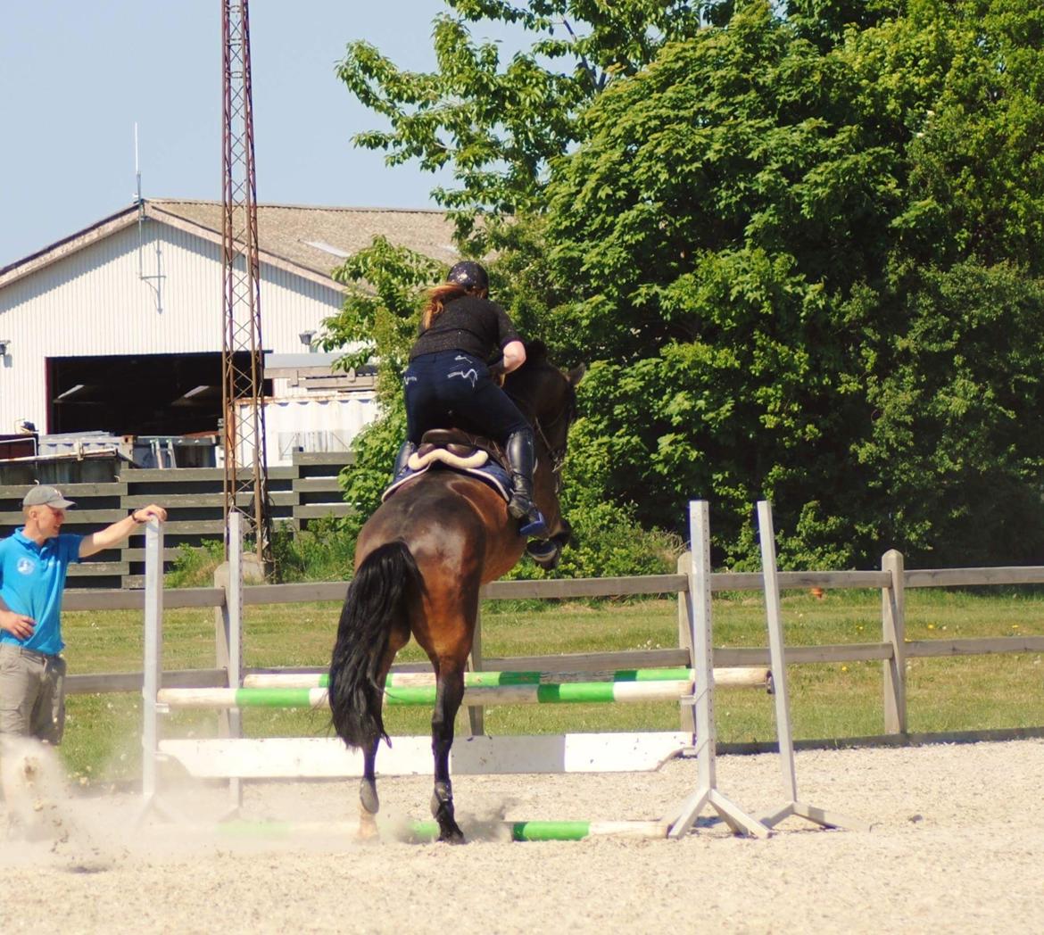 Anden særlig race Østmarks Margrethe  billede 5