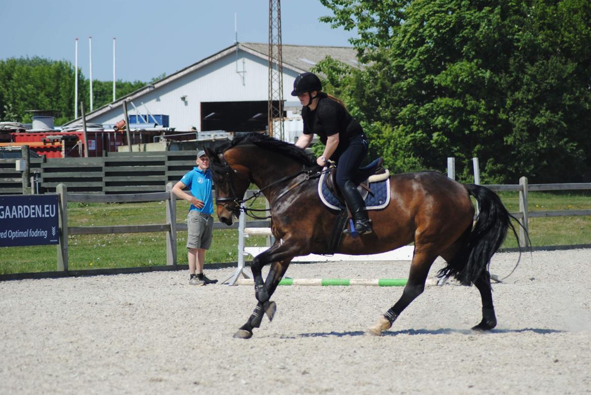Anden særlig race Østmarks Margrethe  billede 6