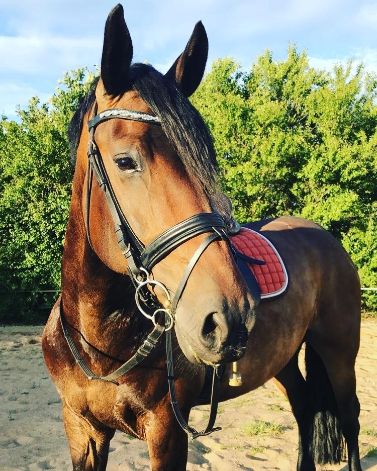 Anden særlig race Østmarks Margrethe  billede 7