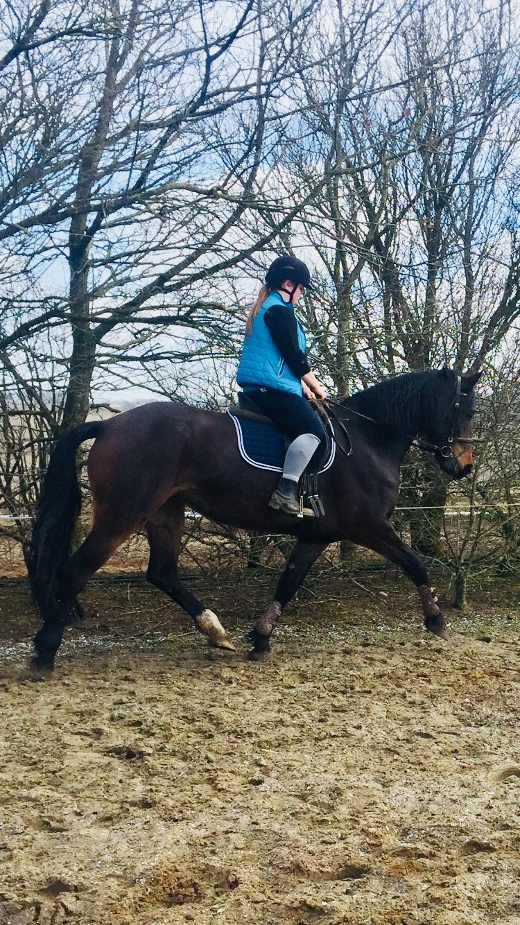 Anden særlig race Østmarks Margrethe  billede 8