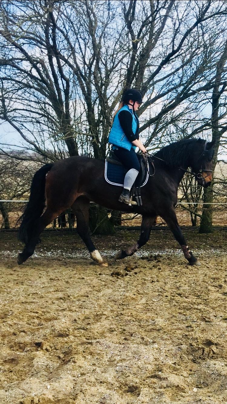 Anden særlig race Østmarks Margrethe  billede 9