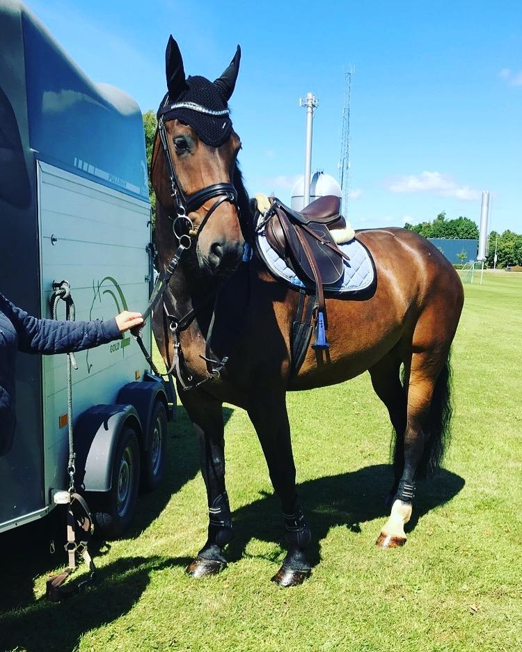 Anden særlig race Østmarks Margrethe  billede 2