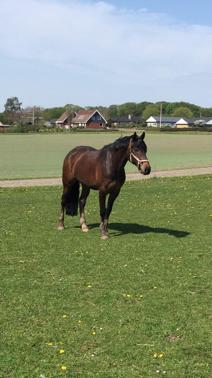 Anden særlig race Østmarks Margrethe  billede 10