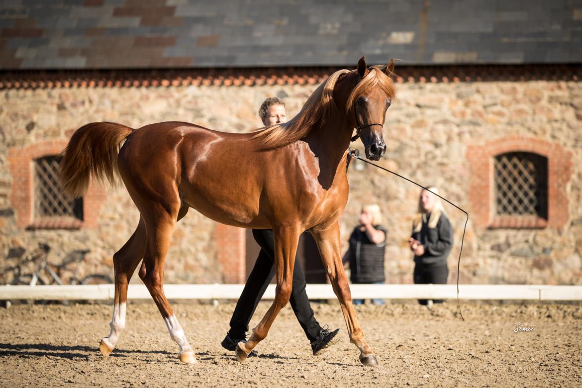 Arabisk fuldblod (OX) Norx NWA ox billede 4