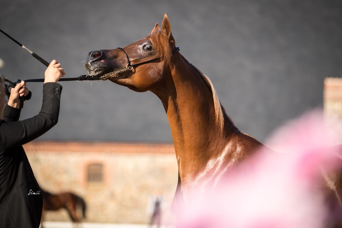 Arabisk fuldblod (OX) Norx NWA ox billede 3