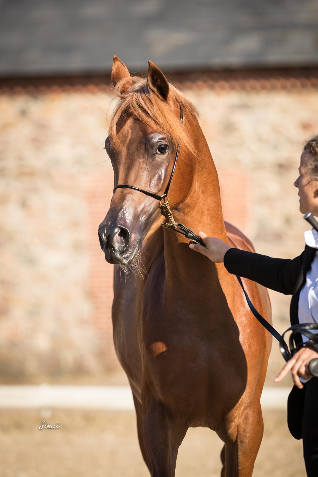 Arabisk fuldblod (OX) Norx NWA ox billede 6