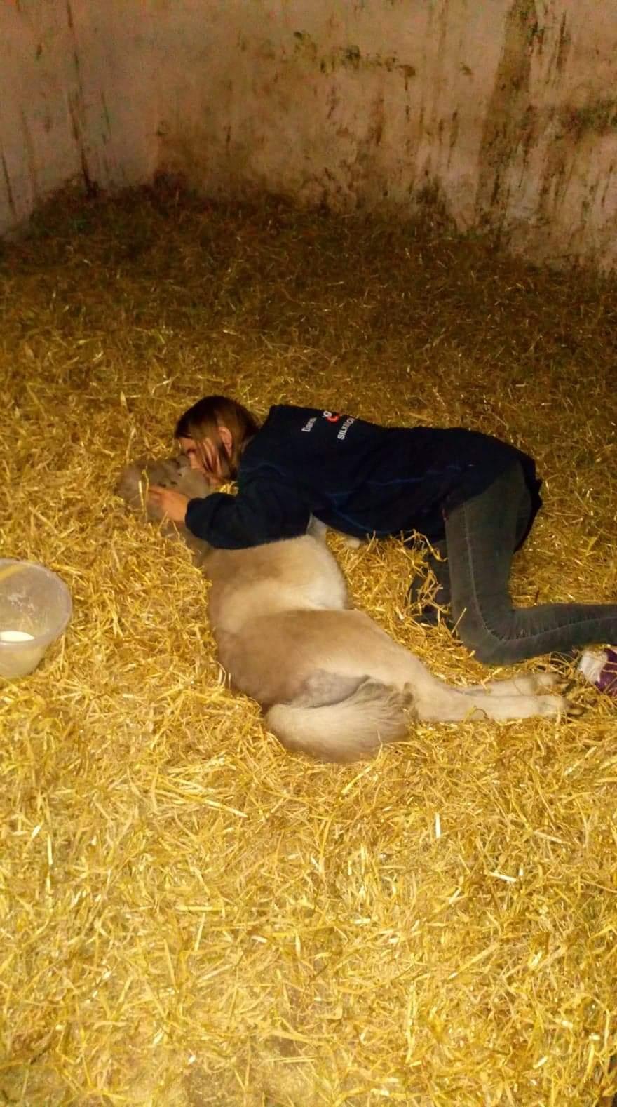 Shetlænder Tinka billede 17