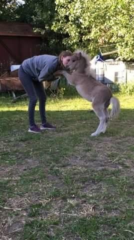 Shetlænder Tinka billede 18