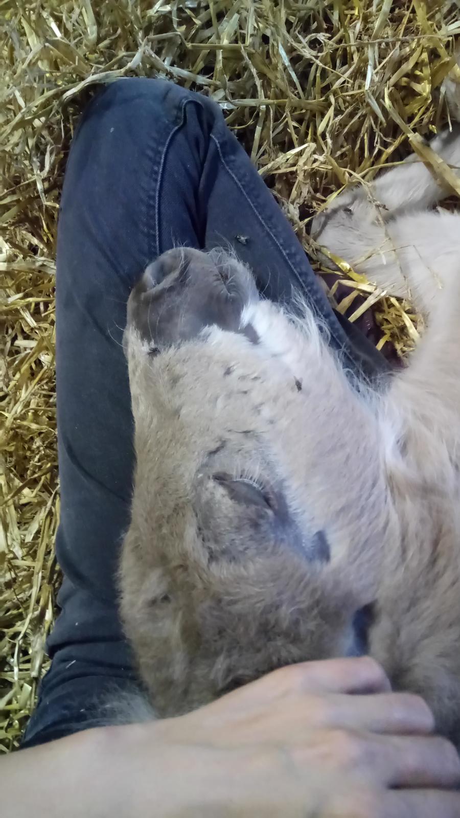 Shetlænder Tinka billede 19