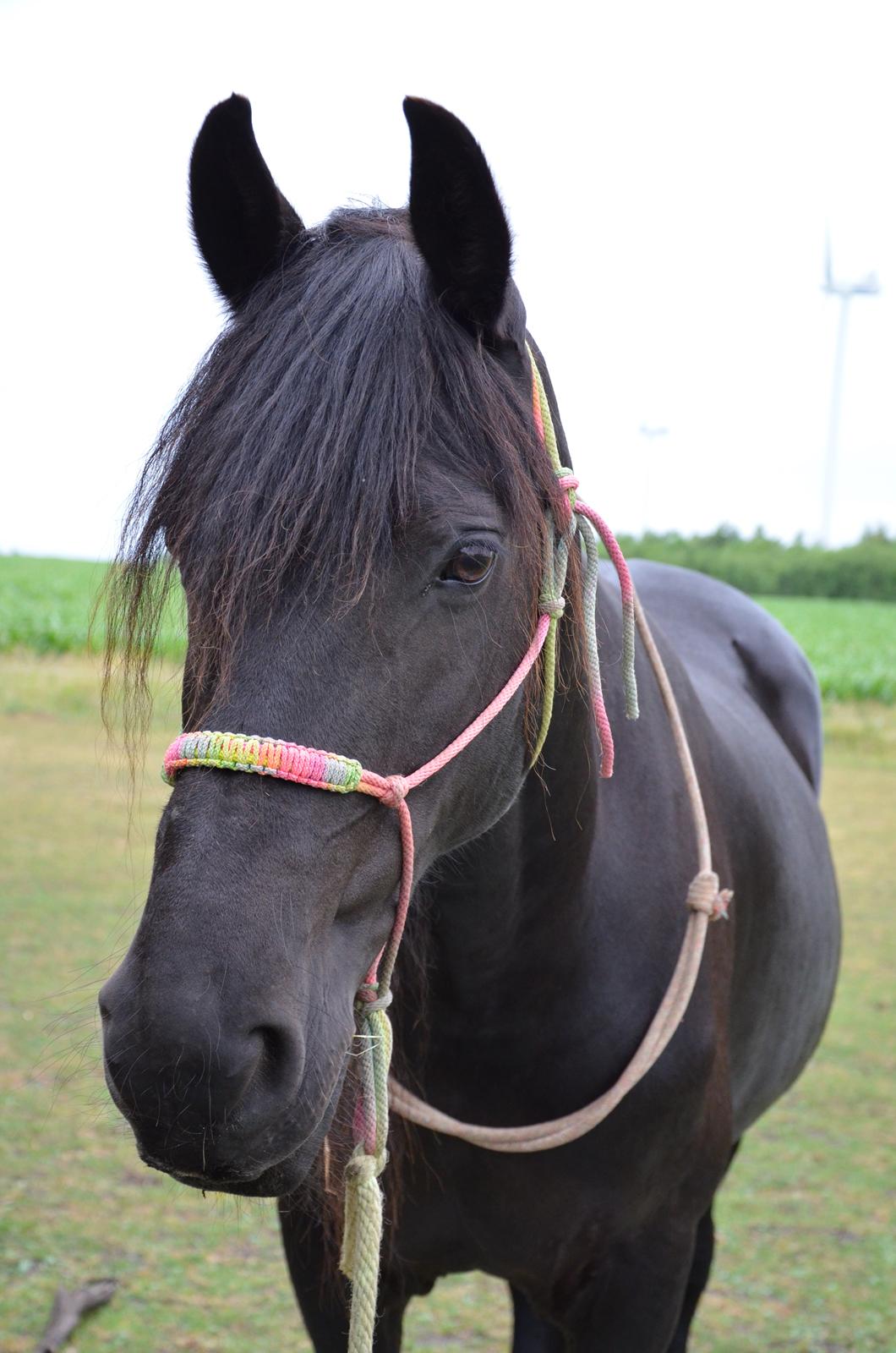 Frieser Silke (The Queen) billede 7